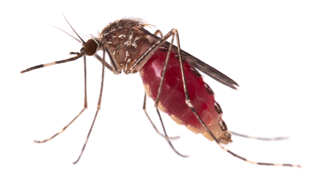 Casting the Spotlight on Culex Tarsalis